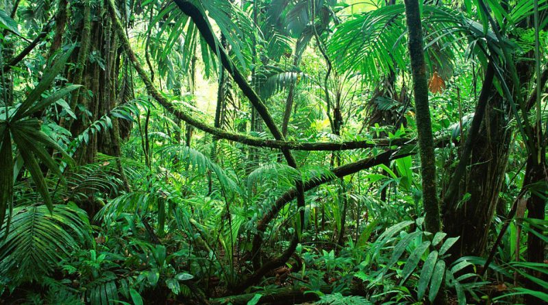 Come trasformare il giardino in una giungla cop