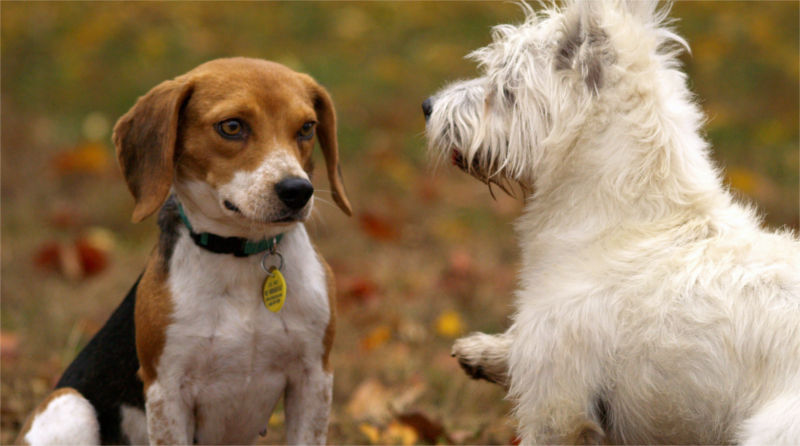 Come migliorare il rapporto con il tuo cane: cerca di evitargli incontri spiacevoli