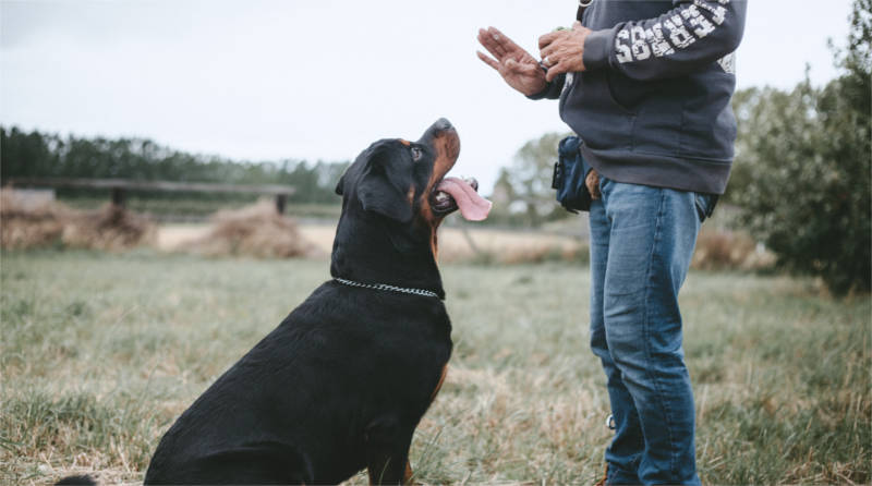 Come migliorare il rapporto con il tuo cane: dai regole e ricompense
